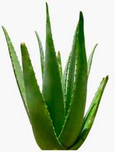 Aloe Barbadensis Miller
