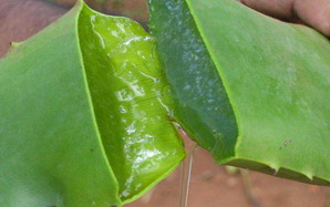 Aloe Vera sap