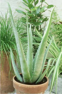 Potted Aloe Vera