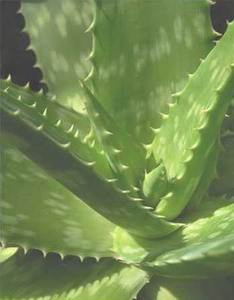 True Aloe Vera