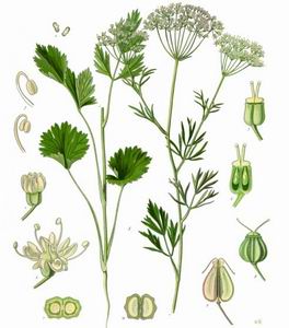 Aniseed