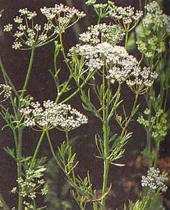 Aniseed