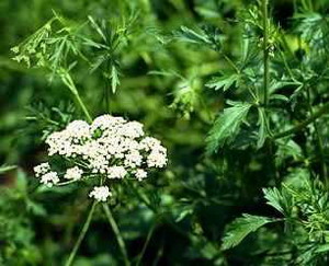 Aniseed
