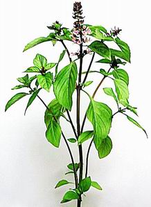 Basil