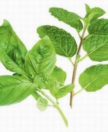 Basil
