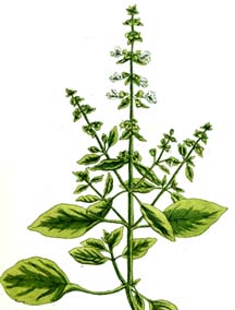 Basil