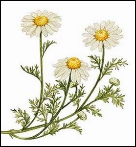 Roman Camomile