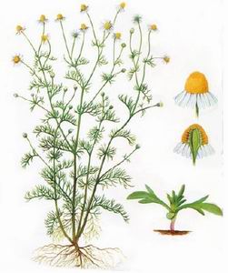 German Camomile