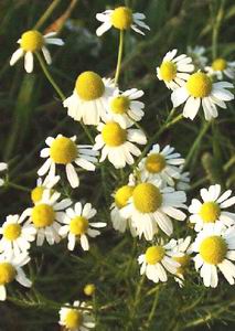 German Camomile