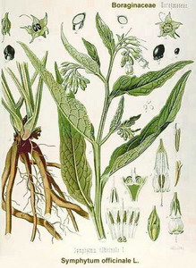 Comfrey - Symphytum officinale