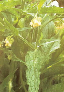 Comfrey