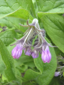 Comfrey