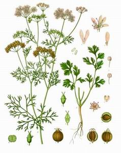 Coriander