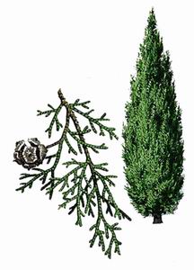 Cypress
