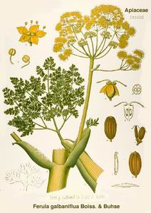Galbanum