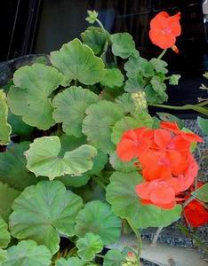 Geranium