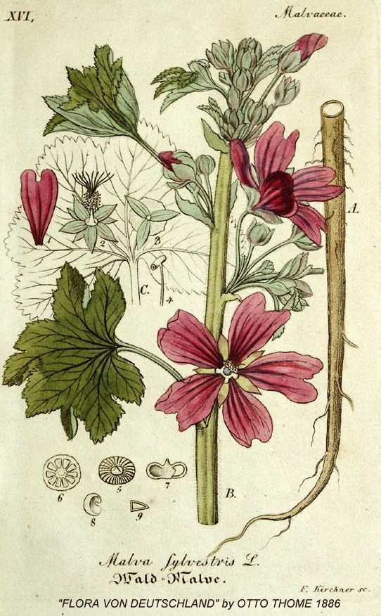Mallow