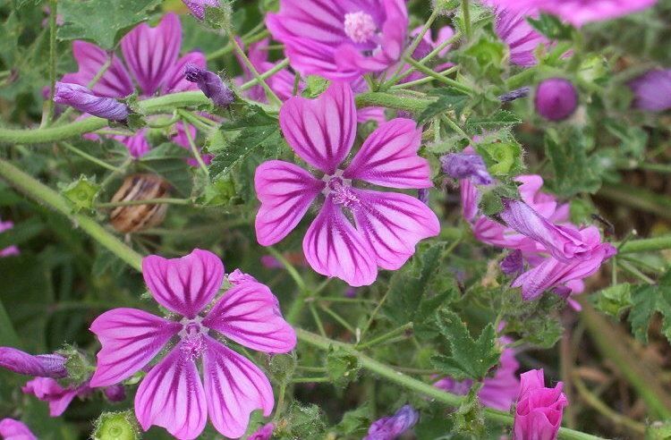 Mallow