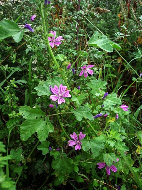 Malva sylvestris