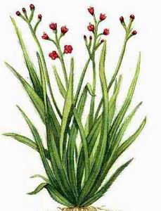 Palmarosa at oilsncures.com