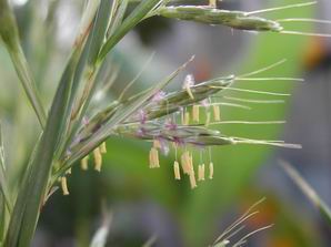 Palmarosa at oilsncures.com