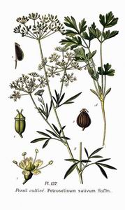 Parsley