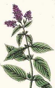Pennyroyal at oilsncures.com
