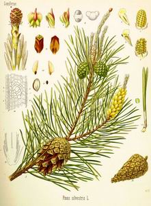Pine