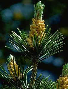 Pine