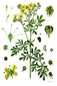 Rue (Ruta graveolens) 