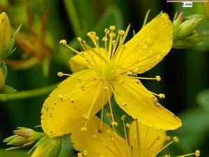 St John's Wort