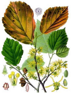 Hamamelis virginiana - Witch Hazel