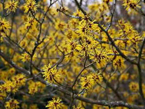 Witch Hazel