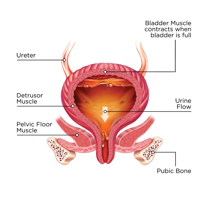 The Bladder