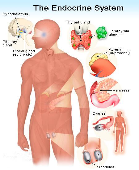 The Endocrine System