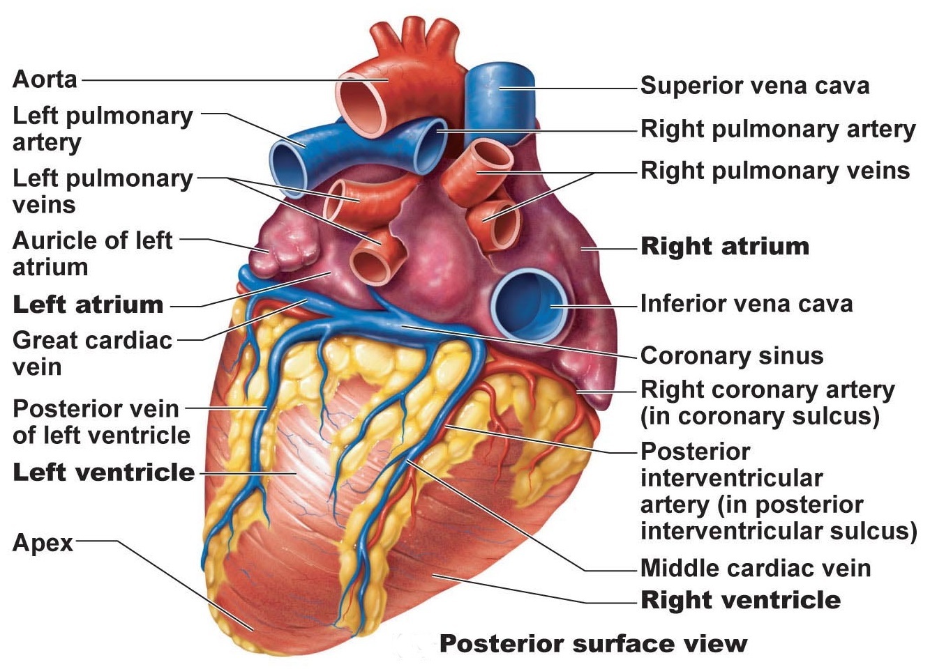 The Heart